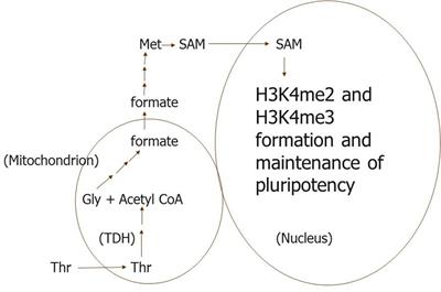 One-Carbon Metabolism Regulates Embryonic Stem Cell Fate Through Epigenetic DNA and Histone Modifications: Implications for Transgenerational Metabolic Disorders in Adults